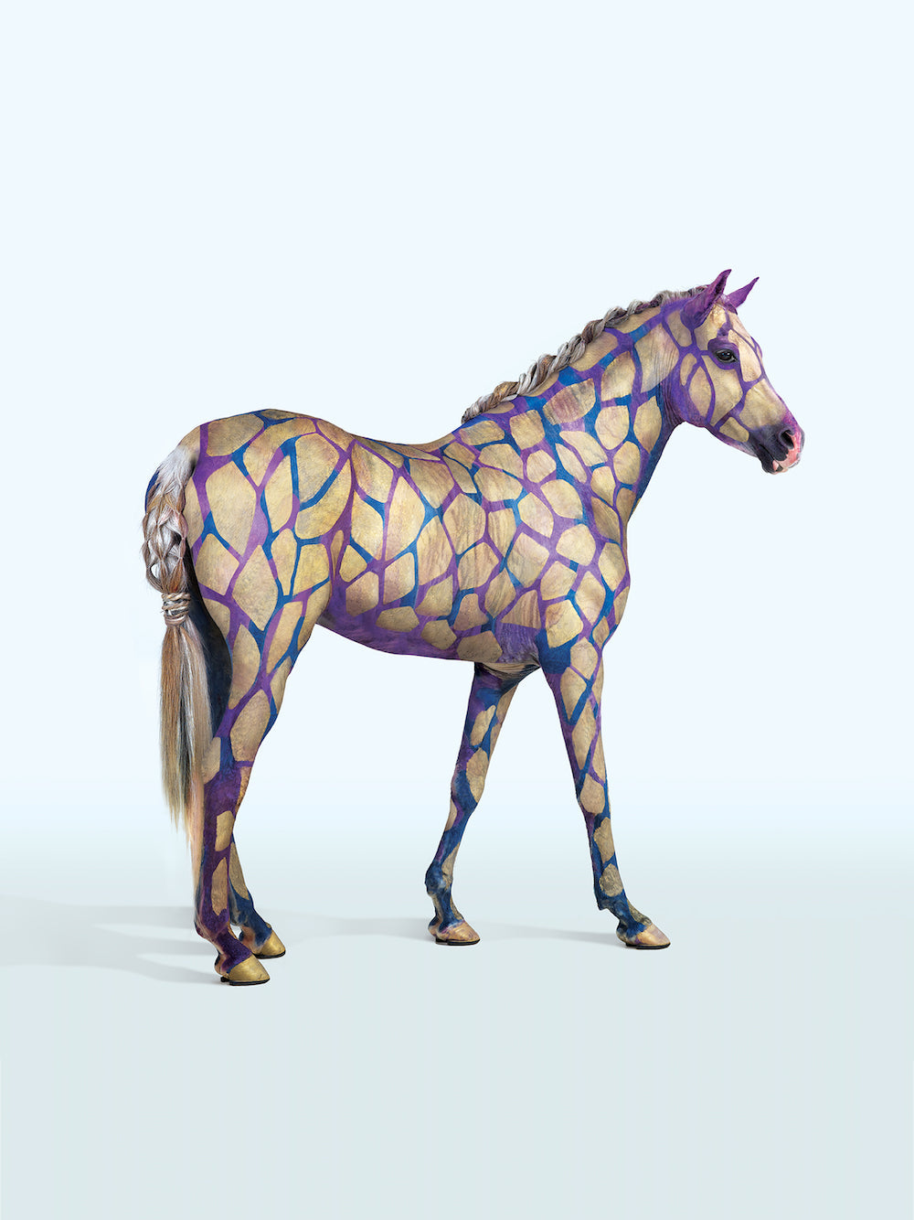 Horse Whispers